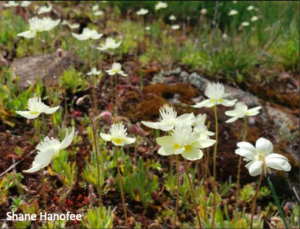 photo of creamcups flower